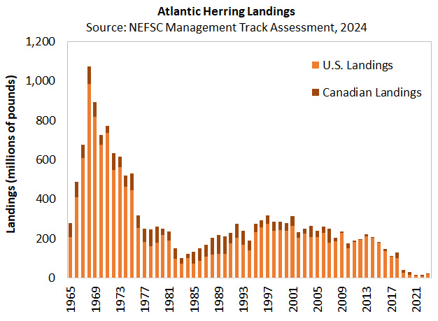 Atlantic Herring