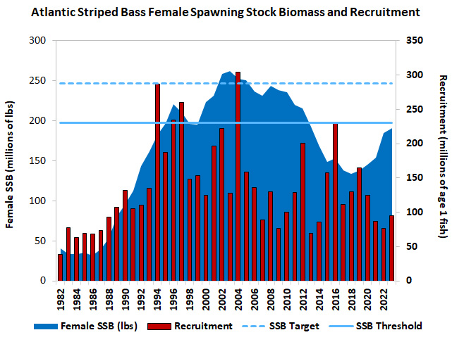 Atlantic Striped Bass