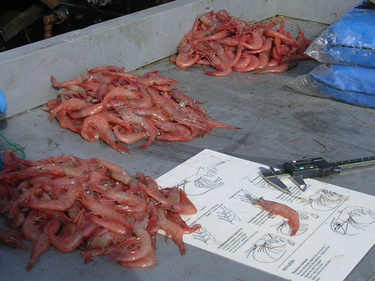 Northern shrimp awaiting measurement during the Northern Shrimp Trawl Survey. Photo ?Ǭ� ASMFC