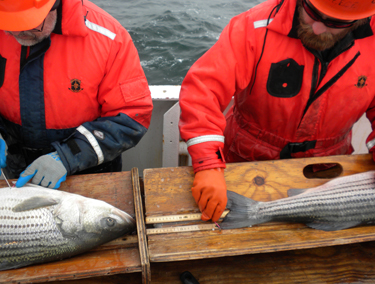 Researchers measuring Atlantic striped bass captured during the SEAMAP Cooperative Winter Tagging Cruise. Photo ? ASMFC