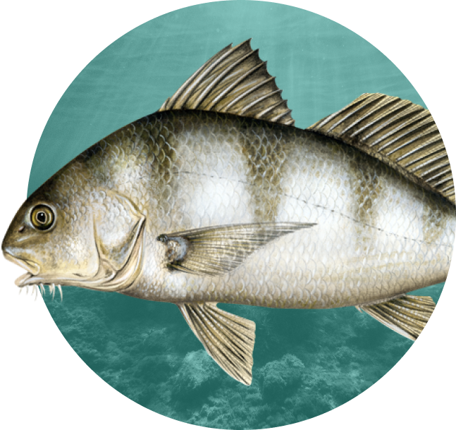 Black Drum