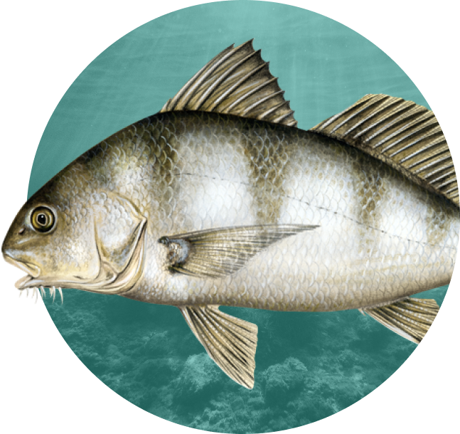 This image has an empty alt attribute; its file name is Black-Drum.png