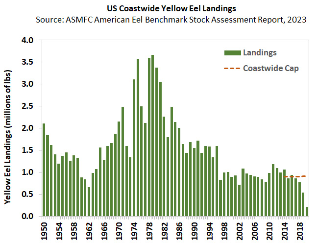 American Eel landings