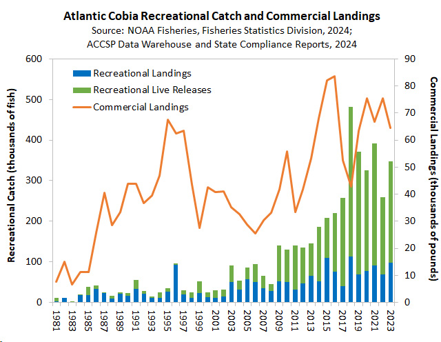 Cobia landings