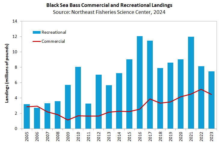 Black Sea Bass landings