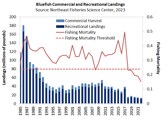  Bluefish landings