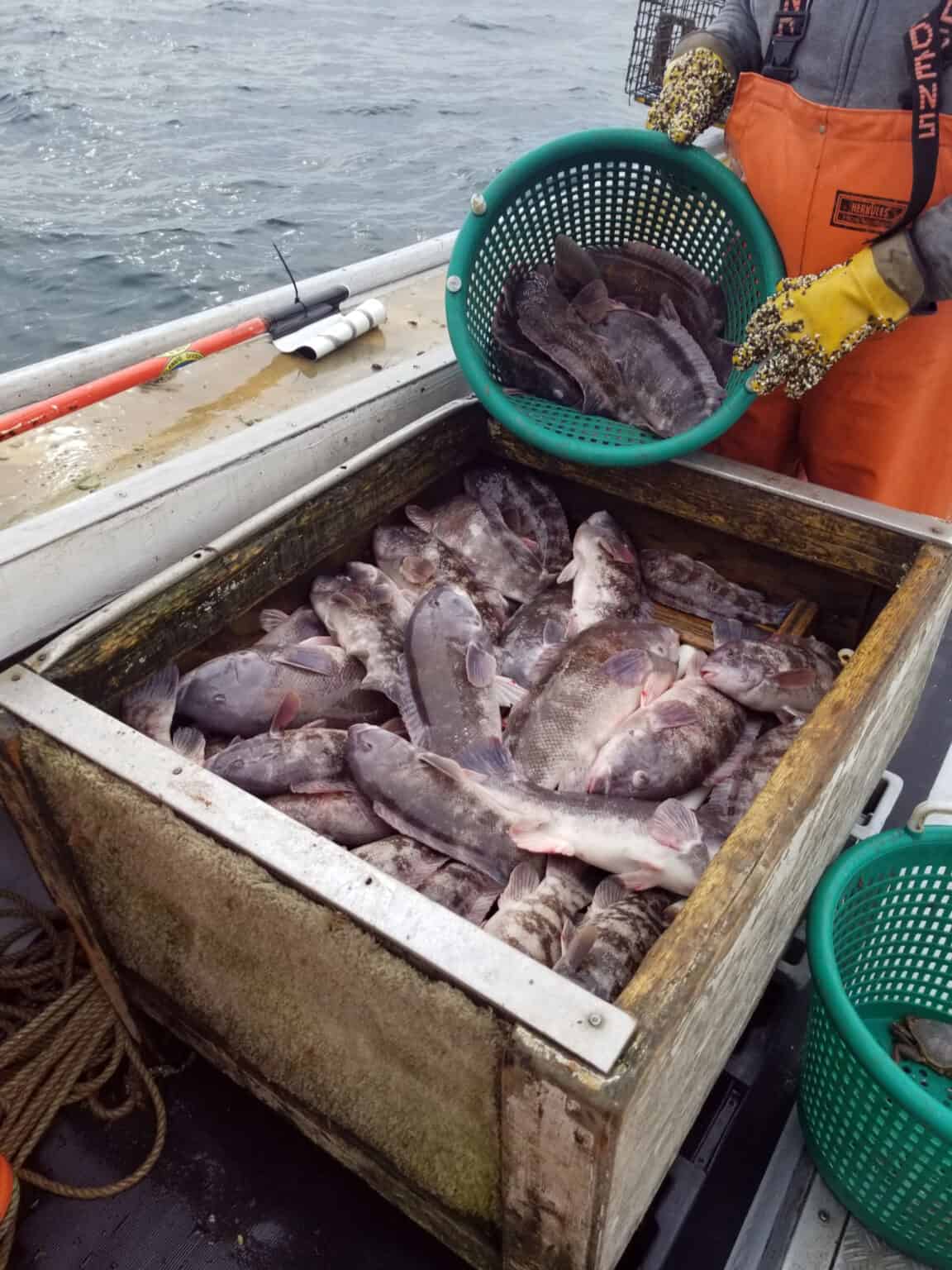 Toataug Tautog - Atlantic States Marine Fisheries Commission