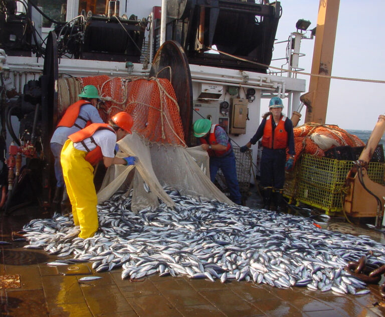 Atlantic Herring - Atlantic States Marine Fisheries Commission