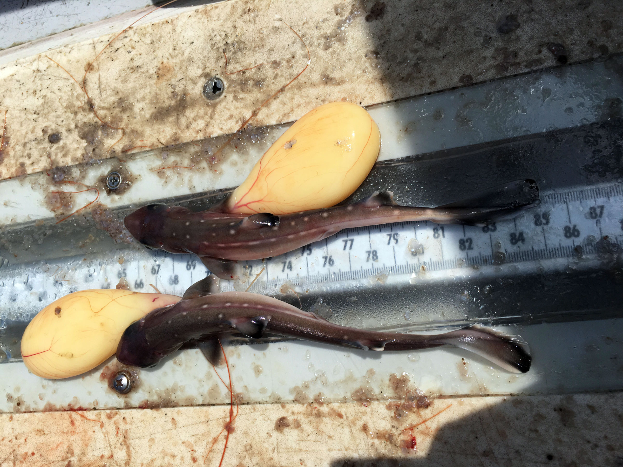 Two spiny dogfish are laid out on a ruler to measure the landing.