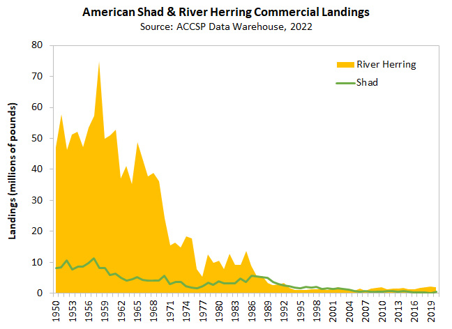 Chart of Shad and River Herring landings
