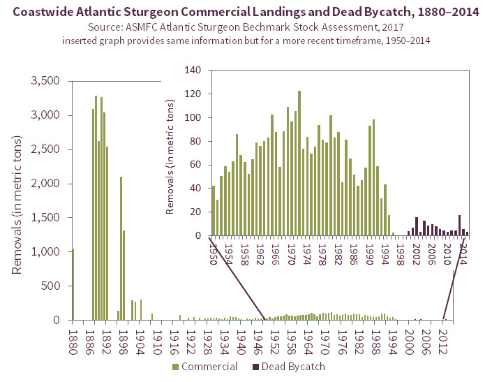 Atlantic Sturgeon landings through 2014