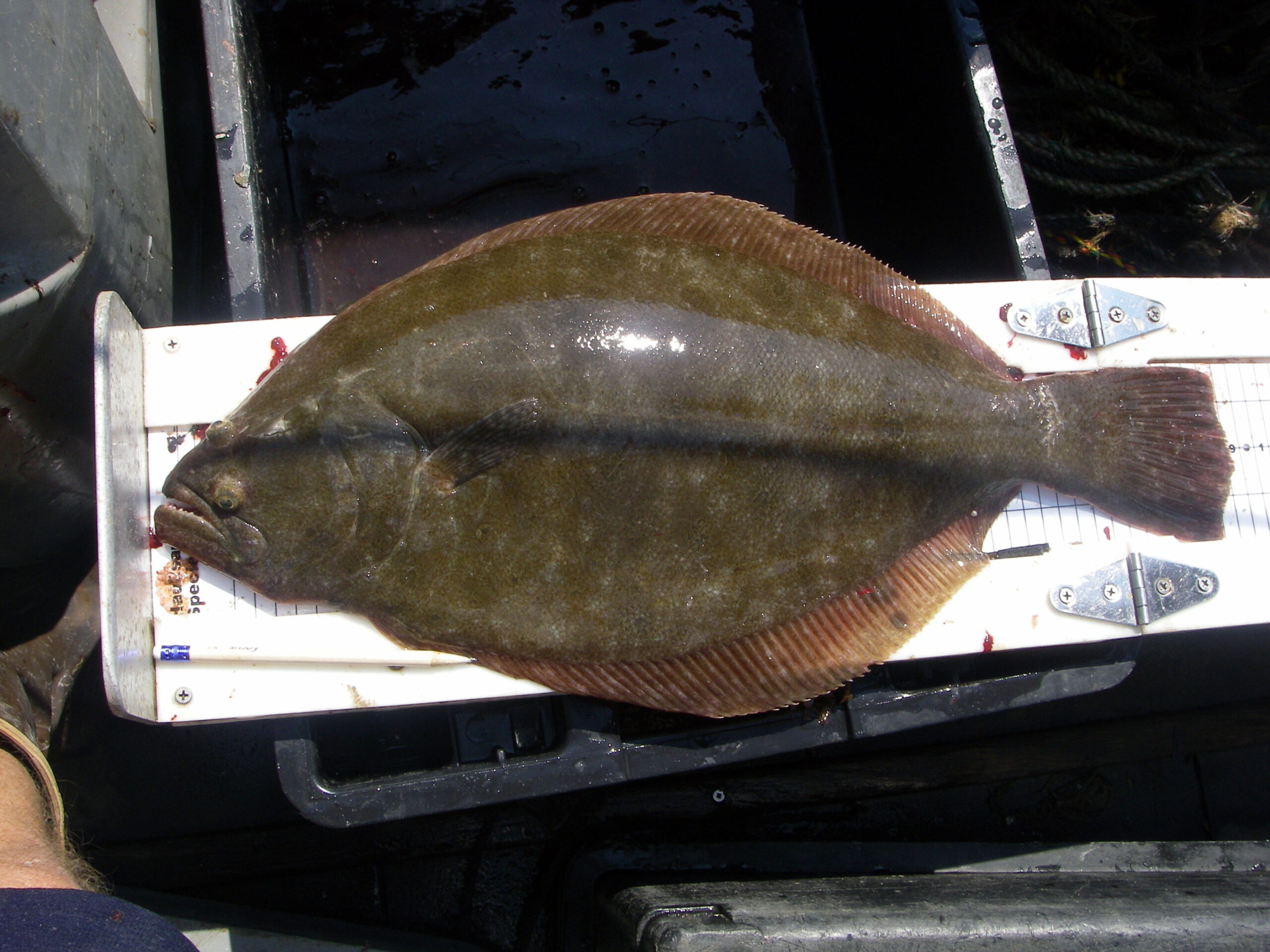 Large summer flounder being measured