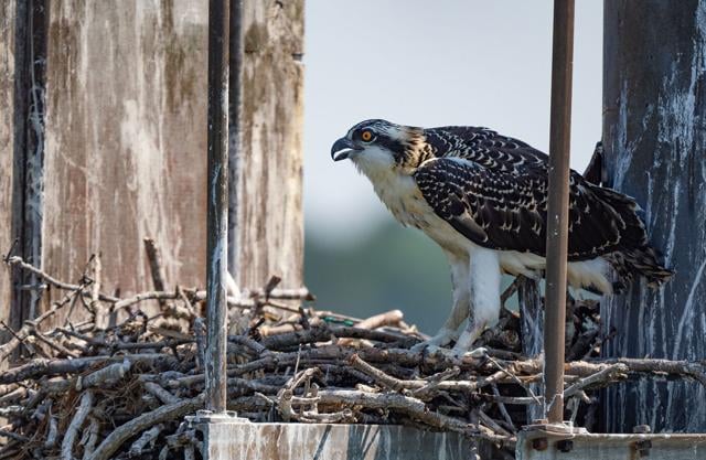 Osprey Troubles Not Tied To Menhaden, Some Fisheries Scientists Say