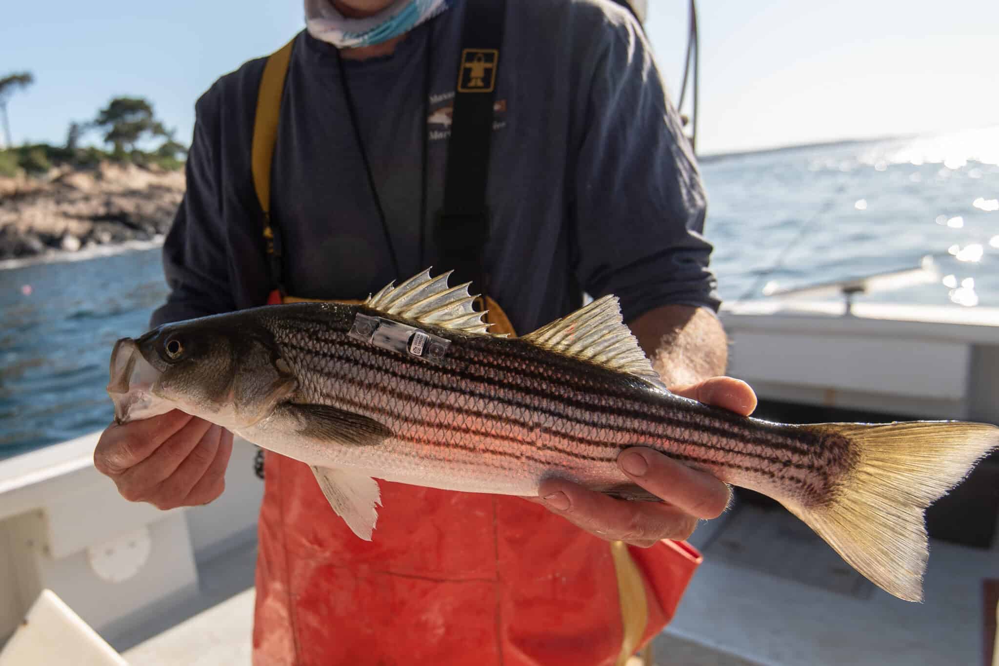 Fisheries Management - Atlantic States Marine Fisheries Commission