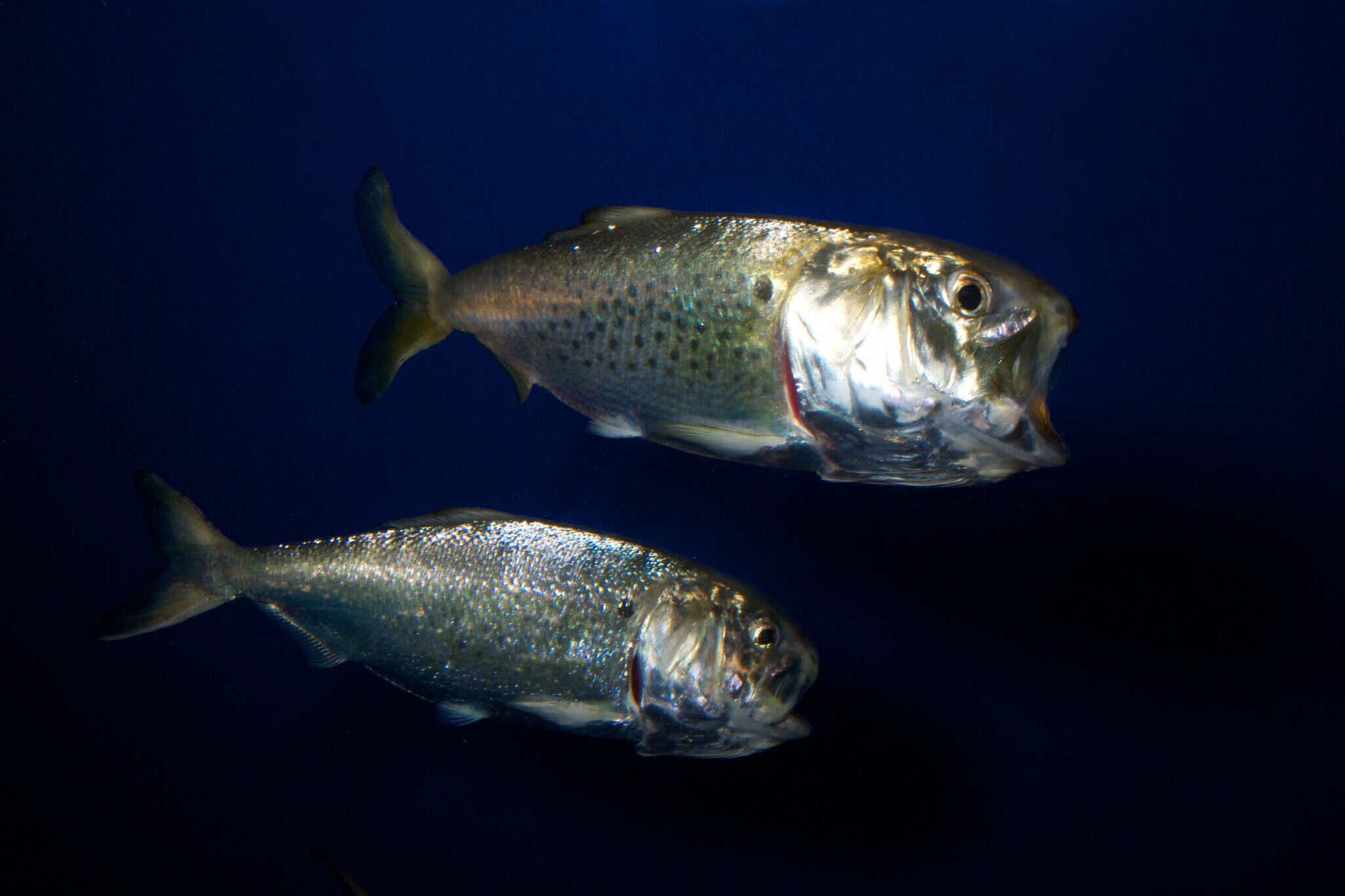 Fisheries Management - Atlantic States Marine Fisheries Commission