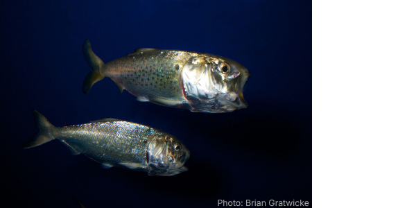 Atlantic Menhaden FAQs