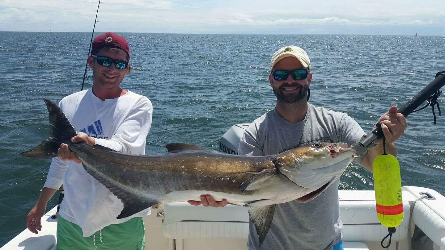 ASMFC Begins Preparations for Benchmark Stock Assessment for Atlantic Migratory Group Cobia