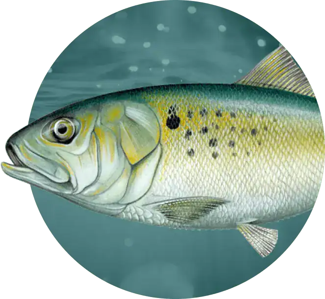 Atlantic Menhaden