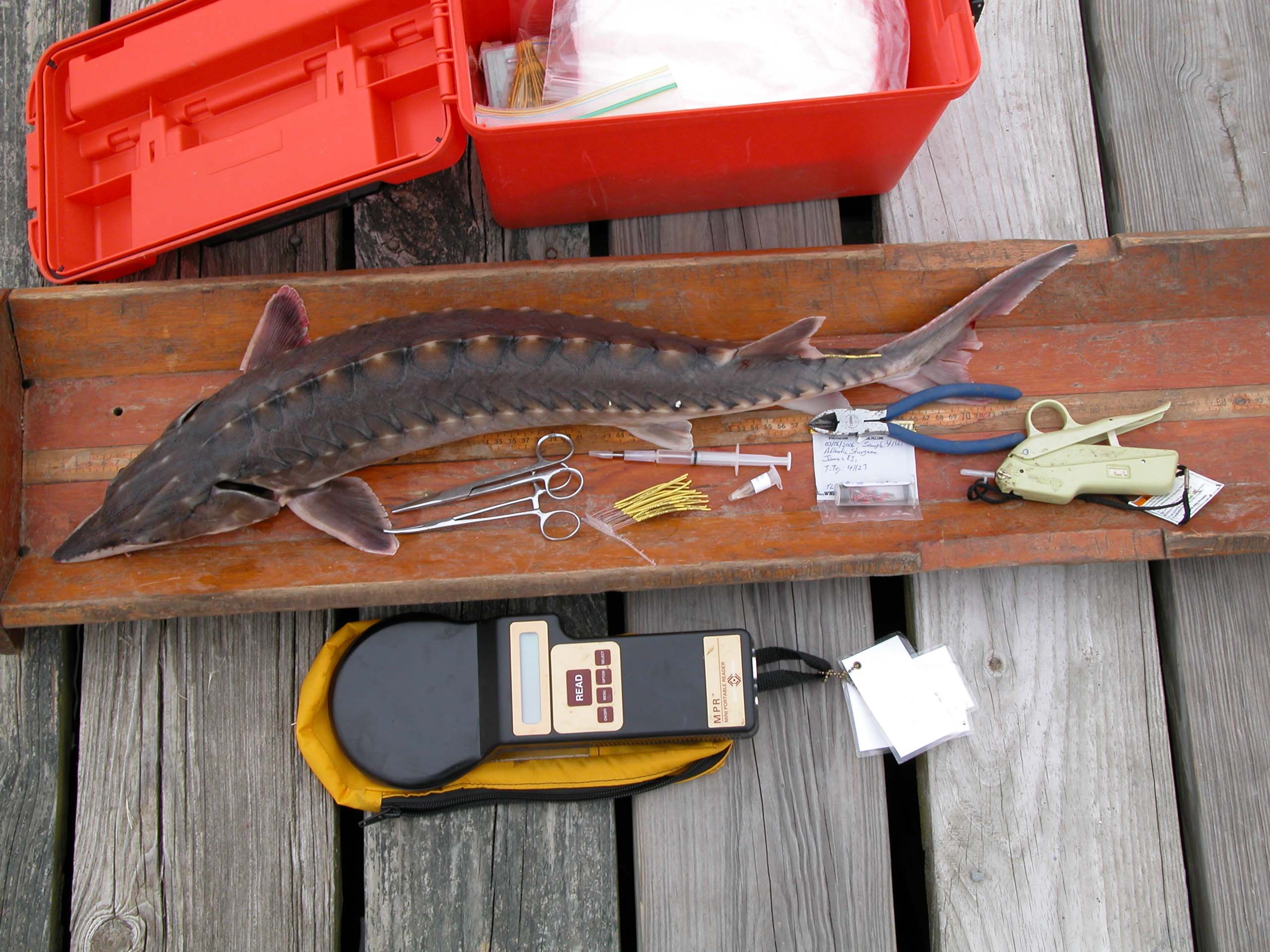ASMFC Begins Preparations for Benchmark Stock Assessment for Atlantic Sturgeon