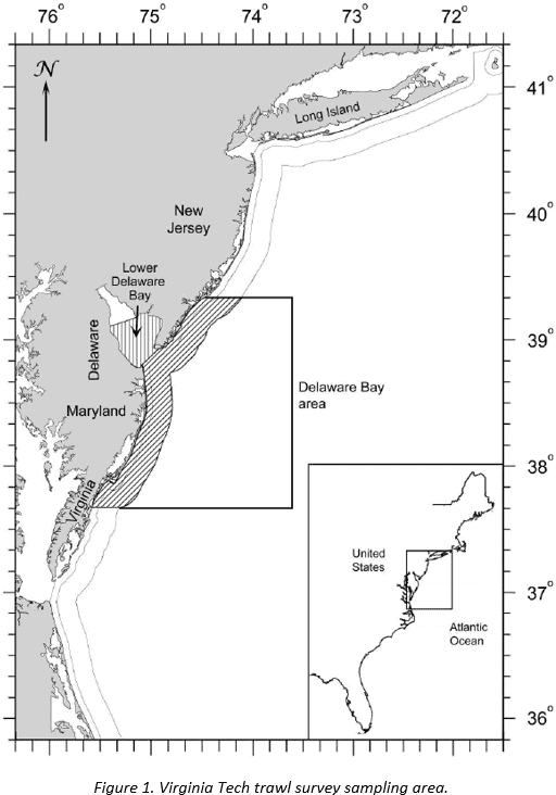 Map of Virginia Tech trawl survey sampling area.